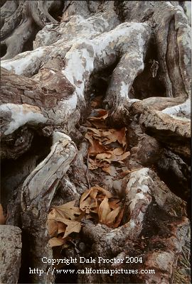 Twisted Sycamore tree roots photo, California Sycamore tree