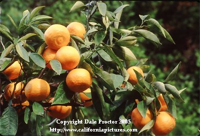 Tangerines on trees in orchard, fruit