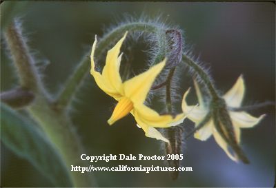 details of tomato plant flowering. beautiful flowers grow into fruit, garden photo