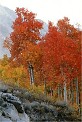 Photo rocks, Red Aspen trees autumn scenes picture