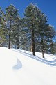 Jeffrey Pine tree pictures snow