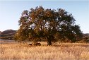 Pacific Coast mountains Oak tree pictures