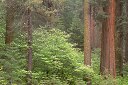 Sequoia Redwood tree mixed conifer forest trees