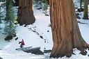 Redwood trees, Giant Forest people on Congress Trail, Sequoia National Park pictures