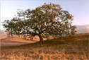 California Valley Oak tree pictures