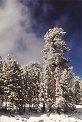 Photos of Los Padres National Forest, Pine trees in snow