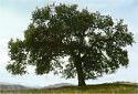 lone oak tree top of hill california scenic photography