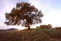 coast live oak tree  photographs