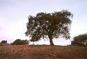 coastal oak tree Southern California scenic places