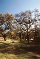 forest grove oak tree landscape images