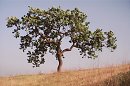 Conejo Valley hill, lone oak tree scenic photographs nature scenes