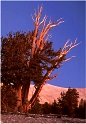 Patriarch Grove, Ancient Bristlecone Pine tree lone pine