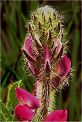 flower, Stinging Lupine stock photo macro
